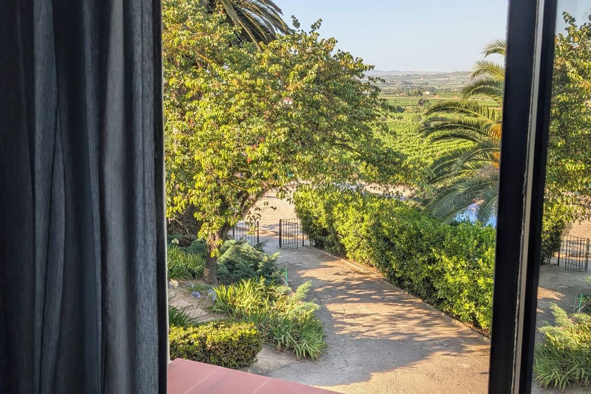 A window view of a garden with palm trees and a paved path.