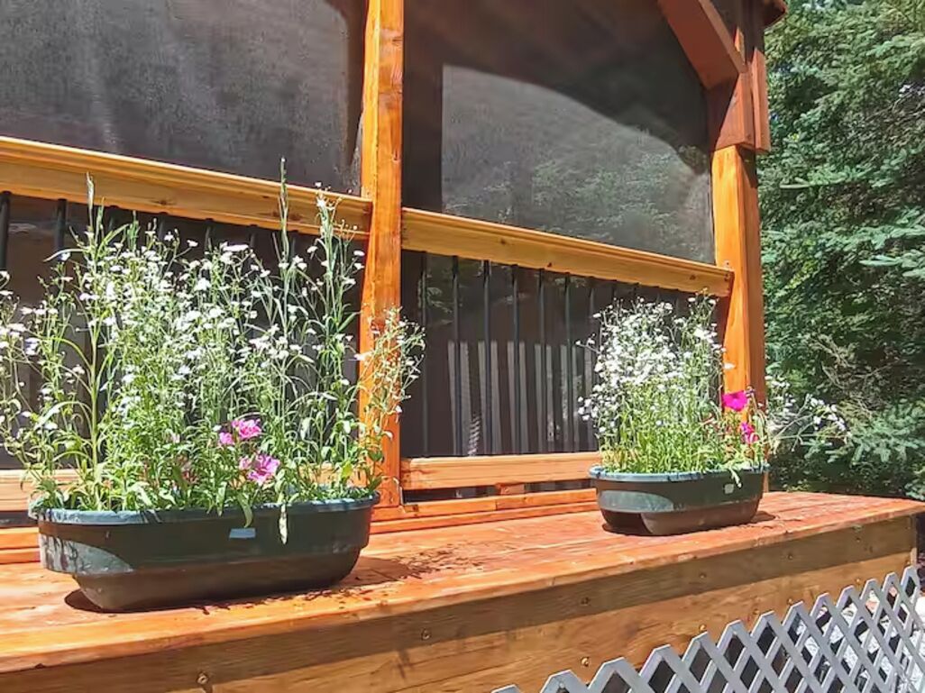 Twee potplanten op een houten terras, met een houten balustrade en een raam op de achtergrond.