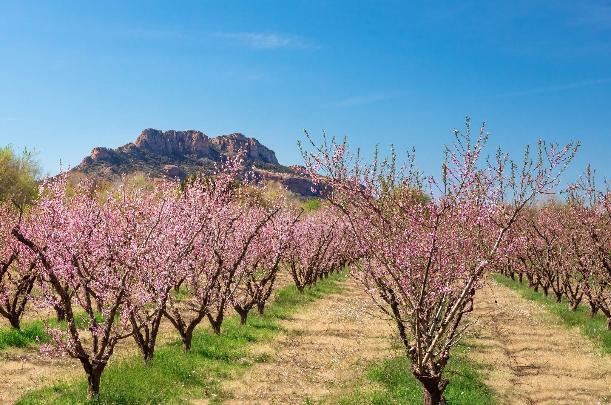 A row of trees with pink blossoms in a field with a mountain in the background.