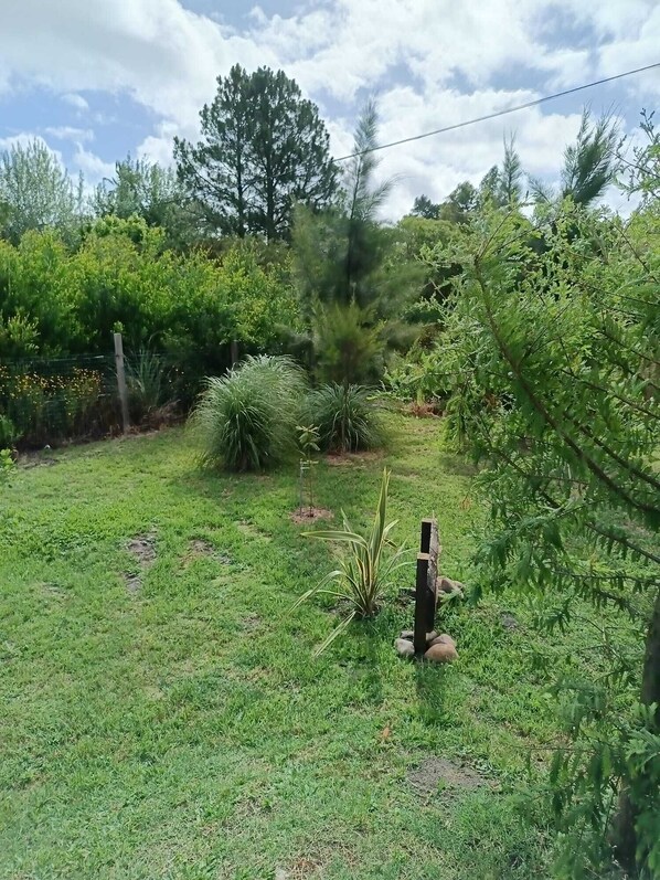 A grassy outdoor area with various plants and trees.