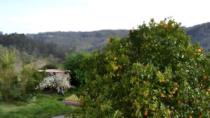 Um jardim exuberante com uma árvore frutífera, um caminho e um edifício com telhado vermelho ao fundo.