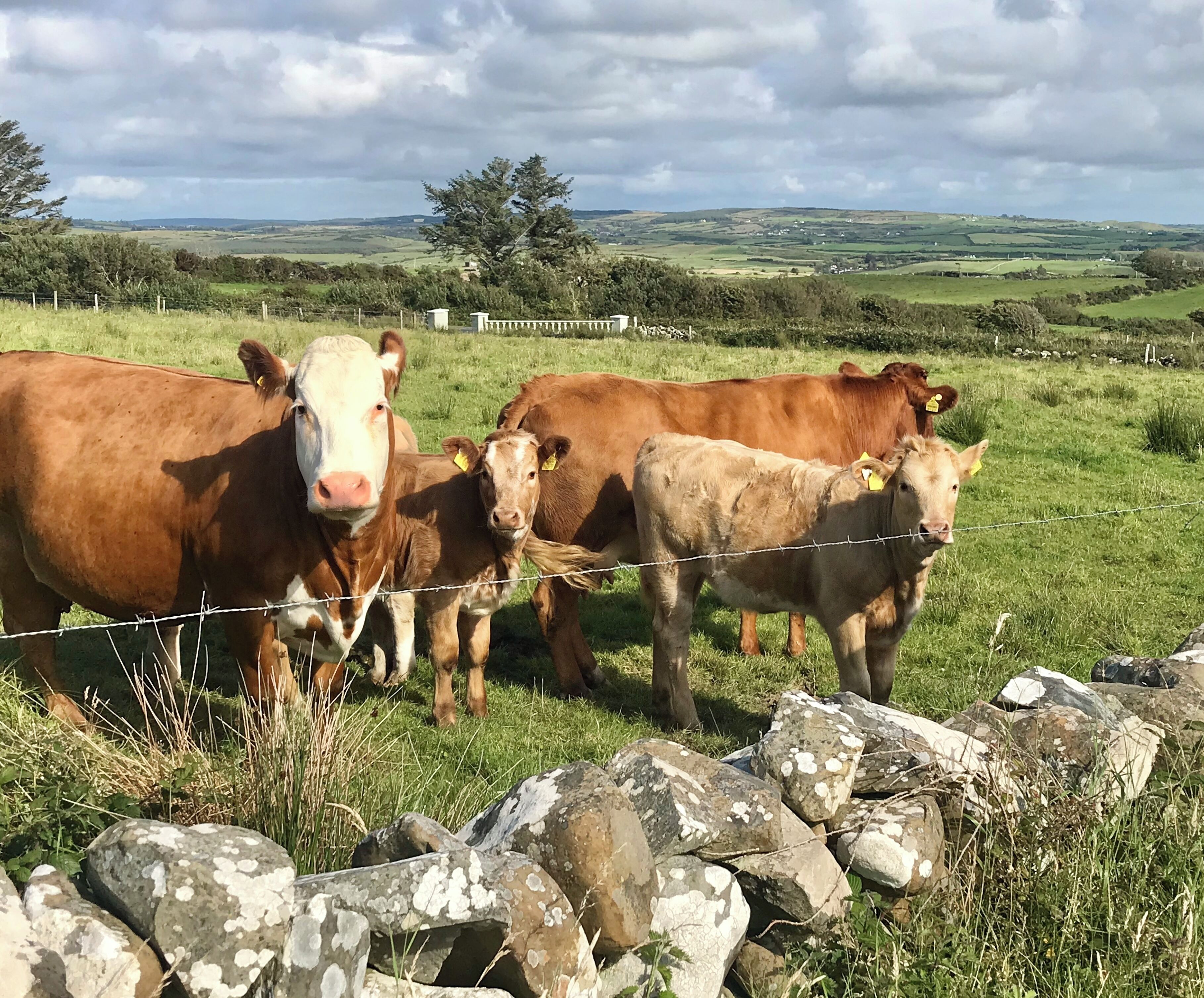 A rural landscape with cows standing behind a stone wall.