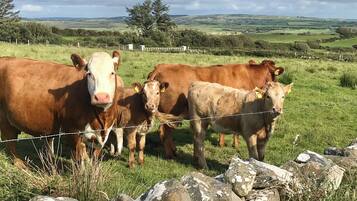 A rural landscape with cows standing behind a stone wall.