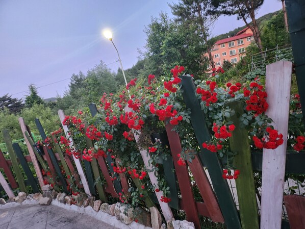 Un jardín con cerca de madera y flores rojas.