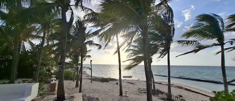 A beach with palm trees, a wooden walkway, and the ocean in the background.