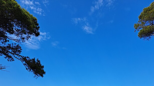 Un paisaje costero con cielo azul despejado, un barco en el agua y un árbol en primer plano.