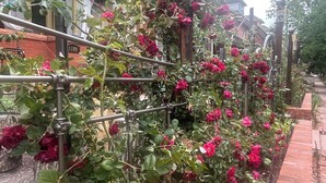 A garden with a trellis supporting climbing plants and flowers. - The Garden House on Emerson - Capitol Hill 2/1 walkable to down + parking + deck (Denver)