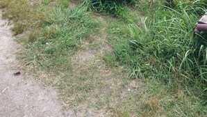 Een oldtimer geparkeerd in een grasveld, met een huis op de achtergrond.
