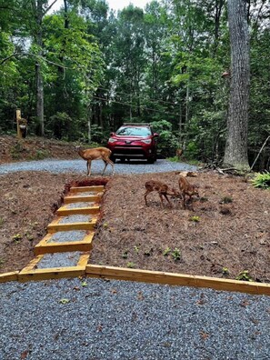 Property grounds - Secluded 3 Acres in NC Mountains· Hike, Raft & Fire Pit (Murphy)