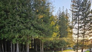 A gravel pathway leading through a forested area with a wooden deck and railing.
