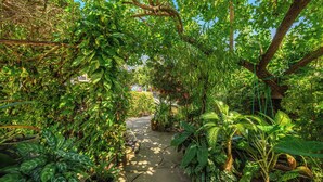 Un vialetto immerso nel verde, circondato da vegetazione rigogliosa e piante diverse.