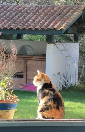 A cat sitting on a ledge with a garden and a wooden structure in the background. - Friendly house surrounded by greenery. (Biriatou)