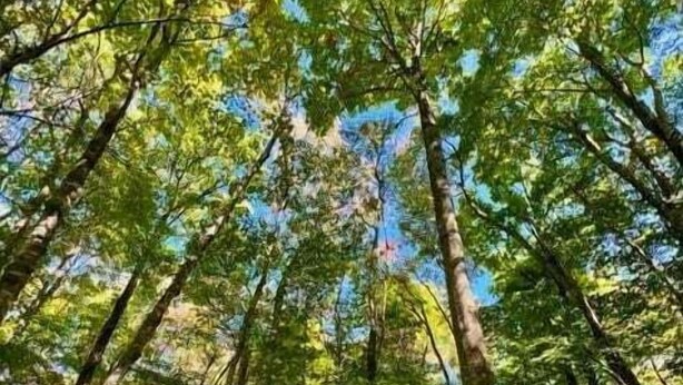 A hot tub surrounded by tall trees, likely in a forested area. - Wolfman Lodge (Banner Elk)