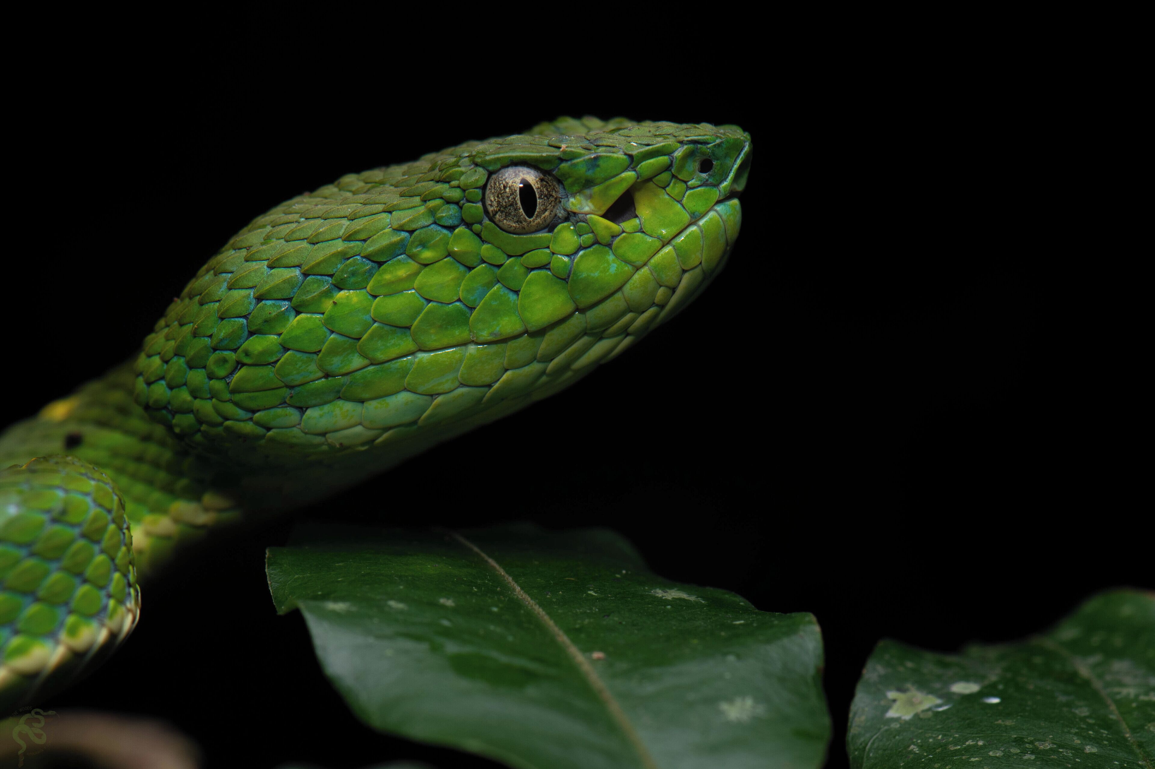 A close-up of a green snake with detailed scales, set against a dark background.