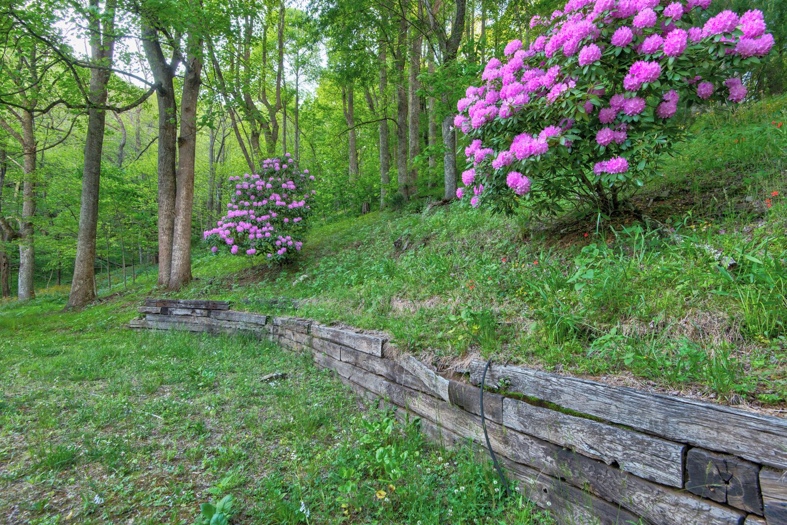 Una valla de madera en un área boscosa con rododendros rosados en flor.