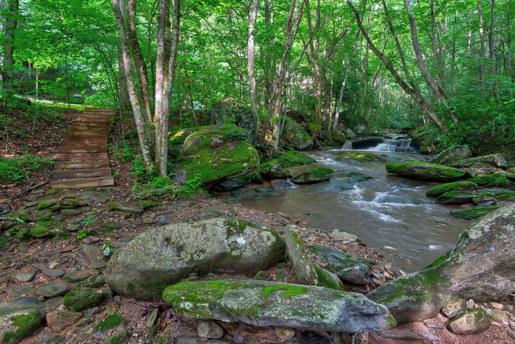 A forest stream with rocks and a wooden staircase.