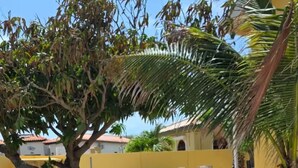 Un área de piscina con sillas reclinables blancas, una palmera y un edificio de paredes amarillas.