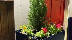 Una planta en maceta con flores frente a una puerta con ventanal.