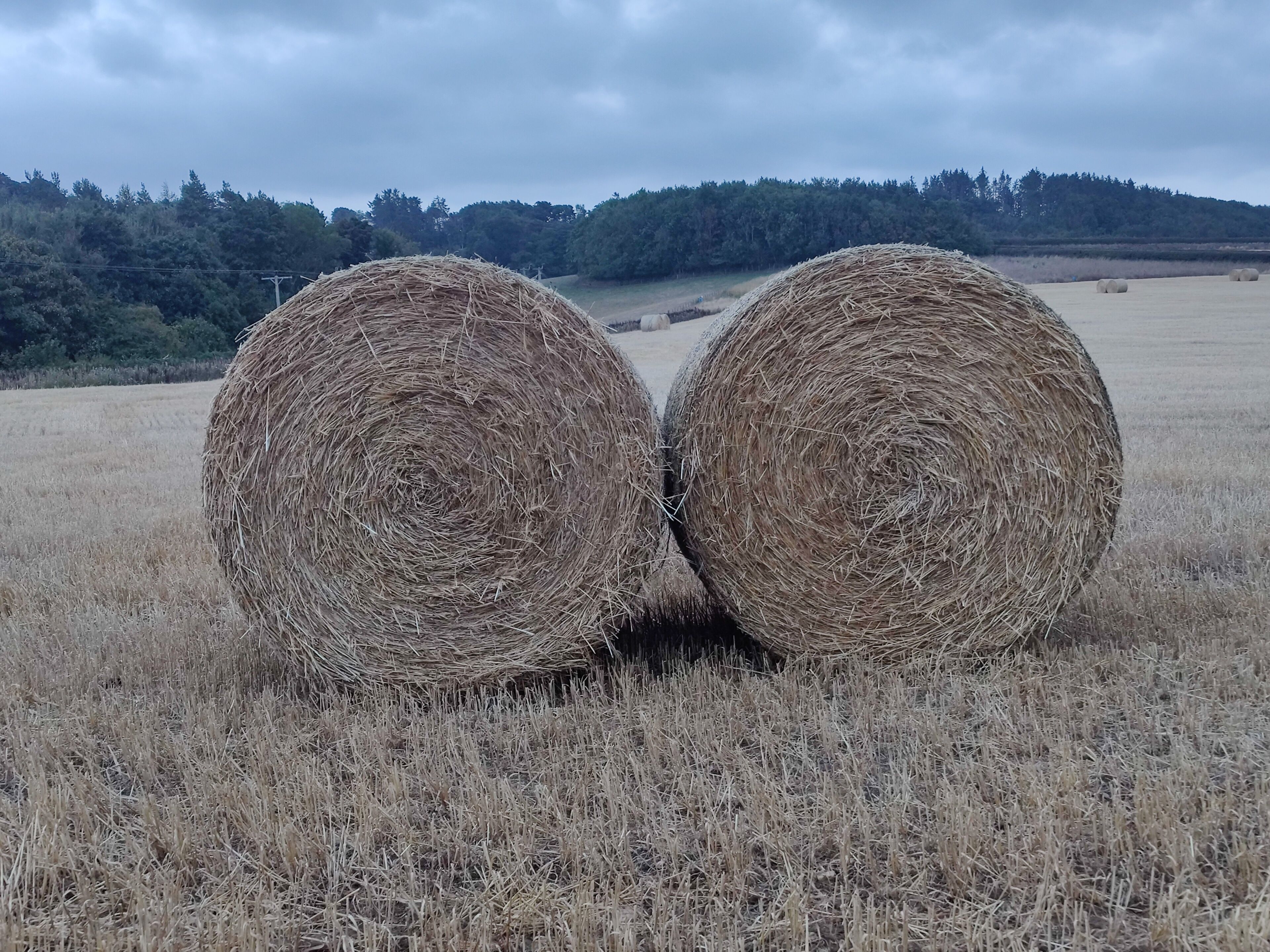 Two large hay bales in a field with a forested hill in the background.