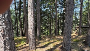 Ein Wald mit hohen Bäumen und einer kleinen Pflanze mit roten Blüten.