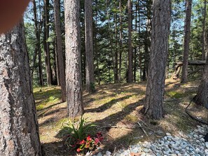 Ein Wald mit hohen Bäumen und einer kleinen Pflanze mit roten Blüten.