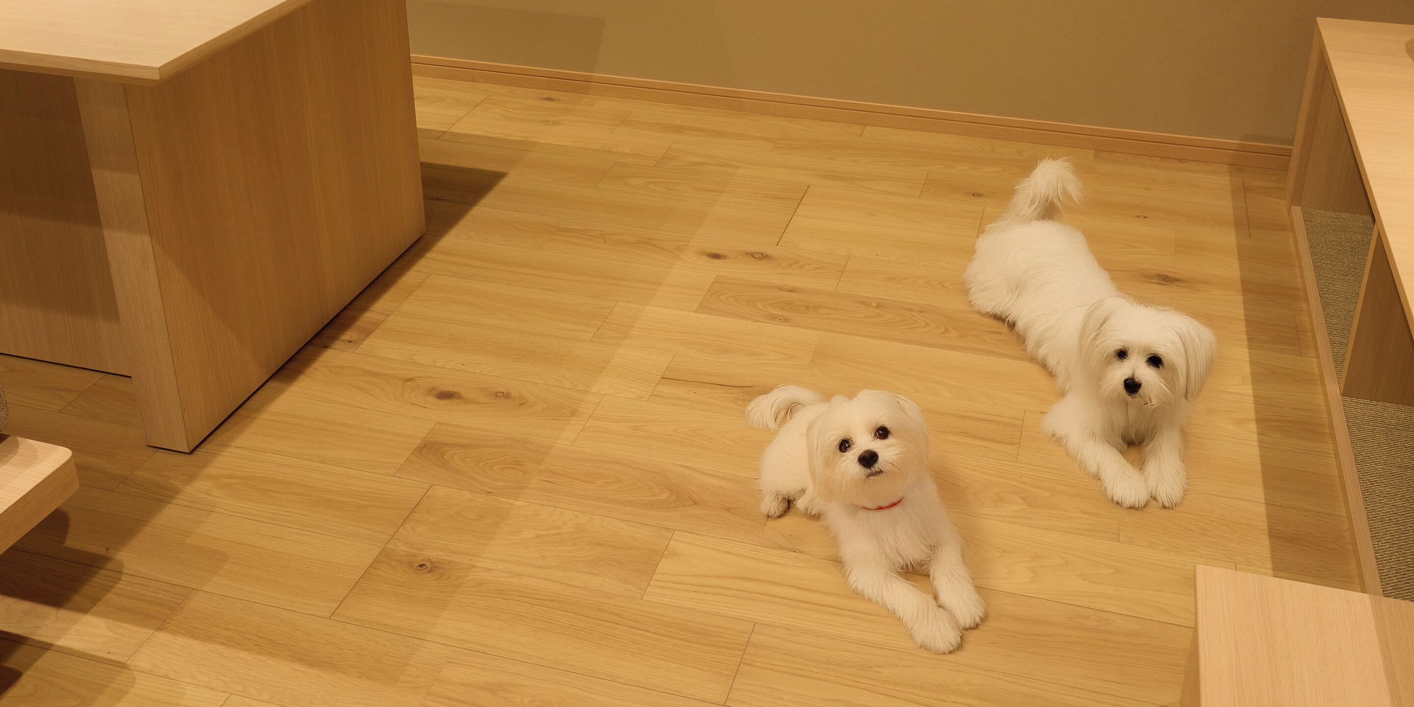 Dos perros blancos descansando sobre un suelo de madera en una habitación con un armario de madera y una mesita.