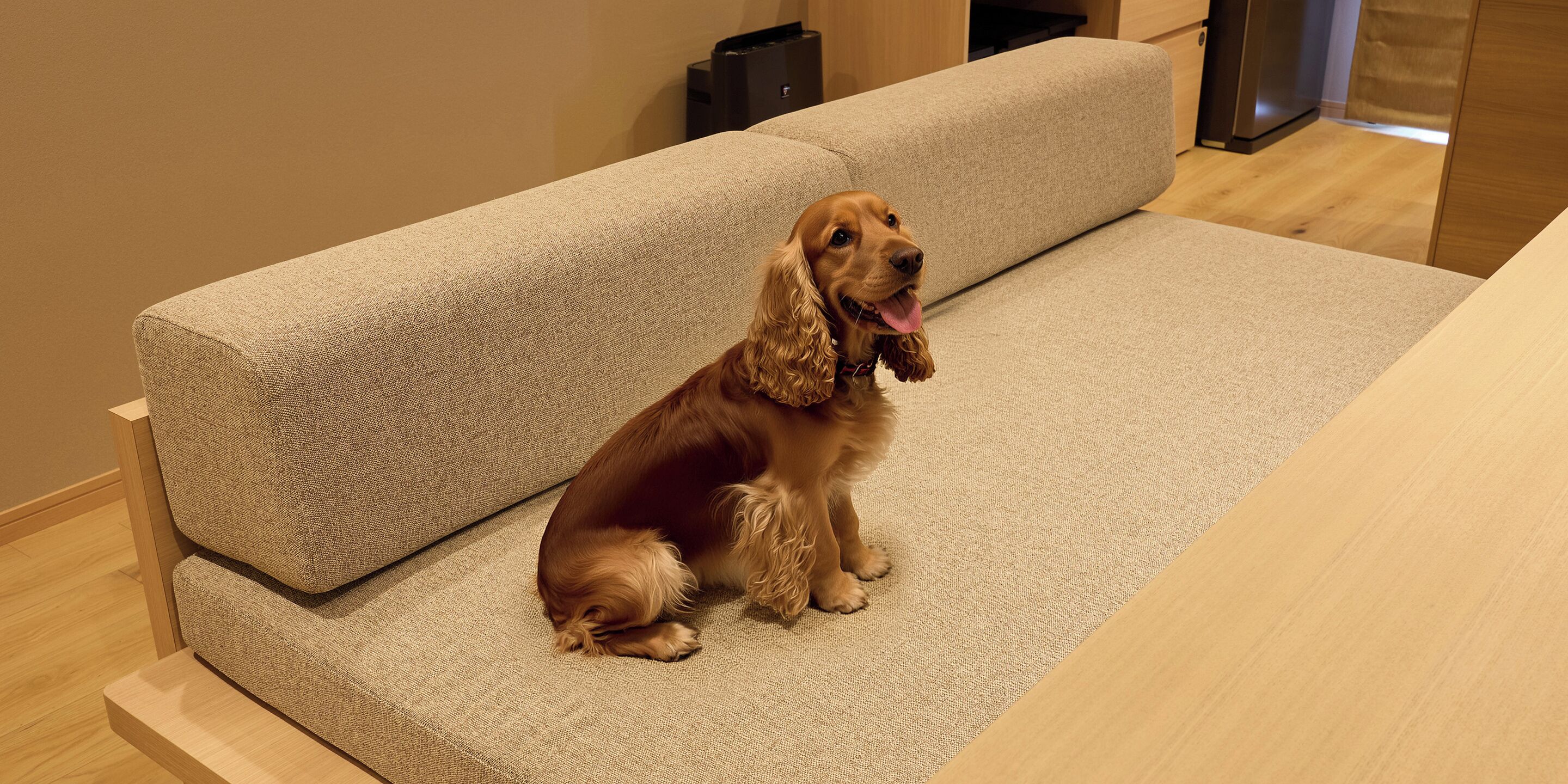 Un perro sentado en un sofá color beige en una habitación con piso de madera y un área de cocina al fondo.