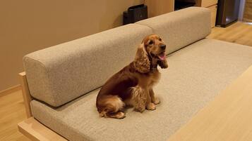 Un perro sentado en un sofá color beige en una habitación con piso de madera y un área de cocina al fondo.