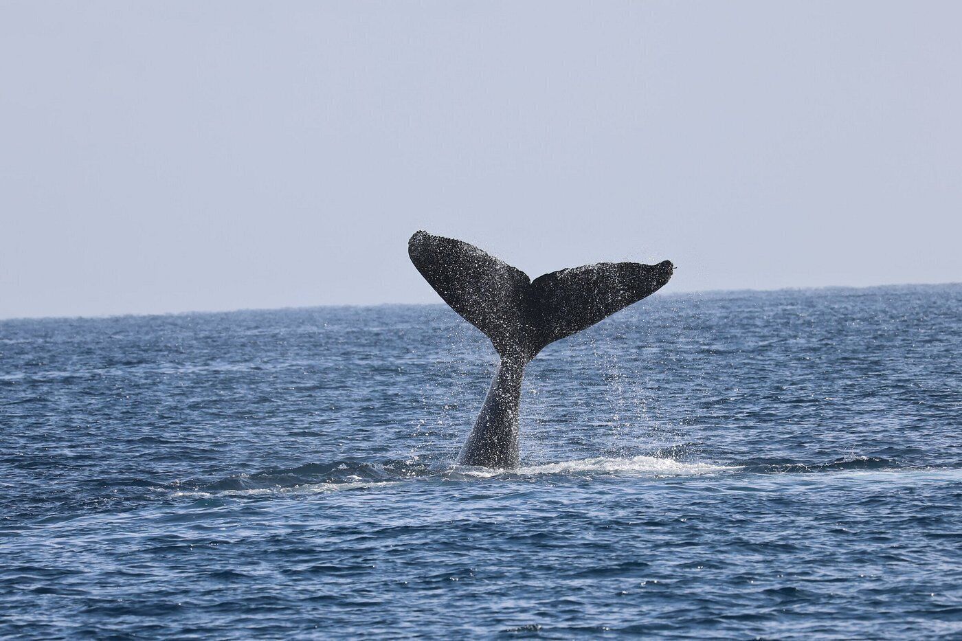 De vin van een walvis breekt door het wateroppervlak.