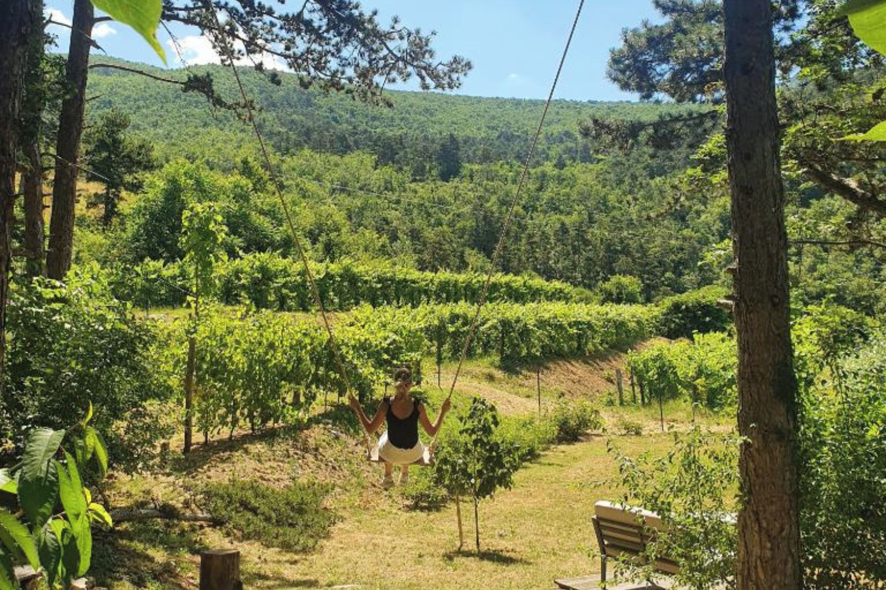 A vineyard with rows of grapevines, a bench, and a person in the distance.