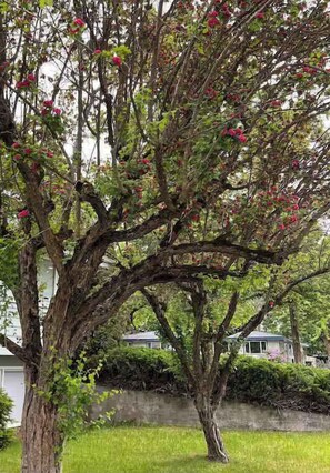 Ein Baum mit rosa Blüten und ein Haus im Hintergrund.