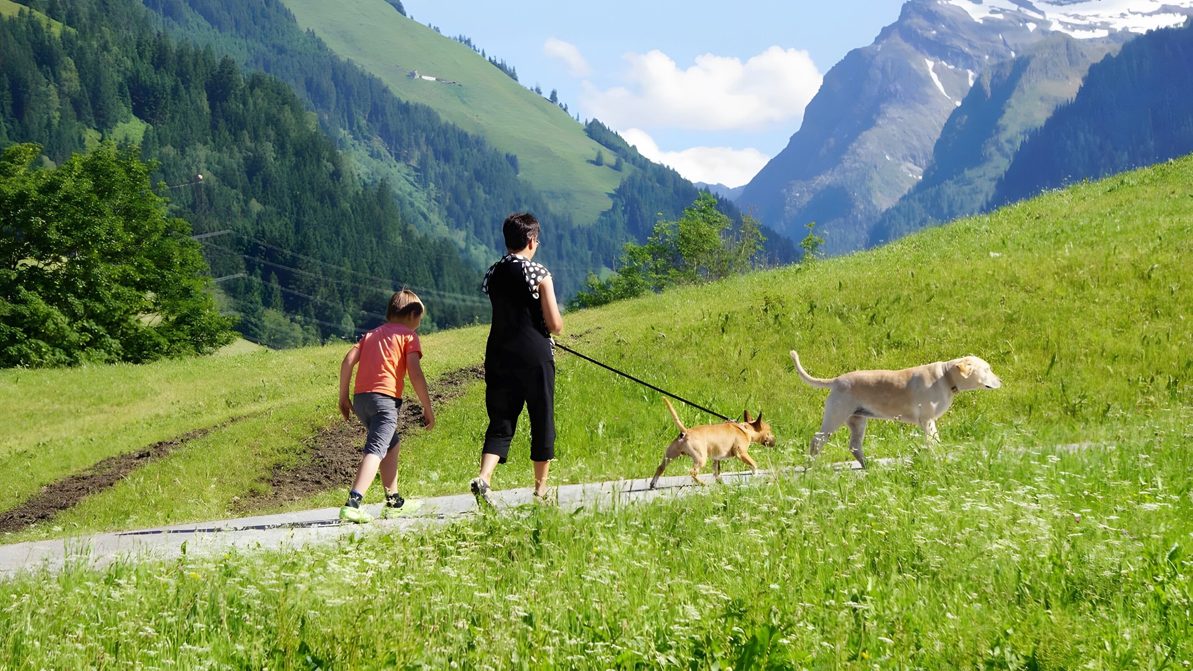 Un sentiero in zona montana, con vegetazione e un cane.