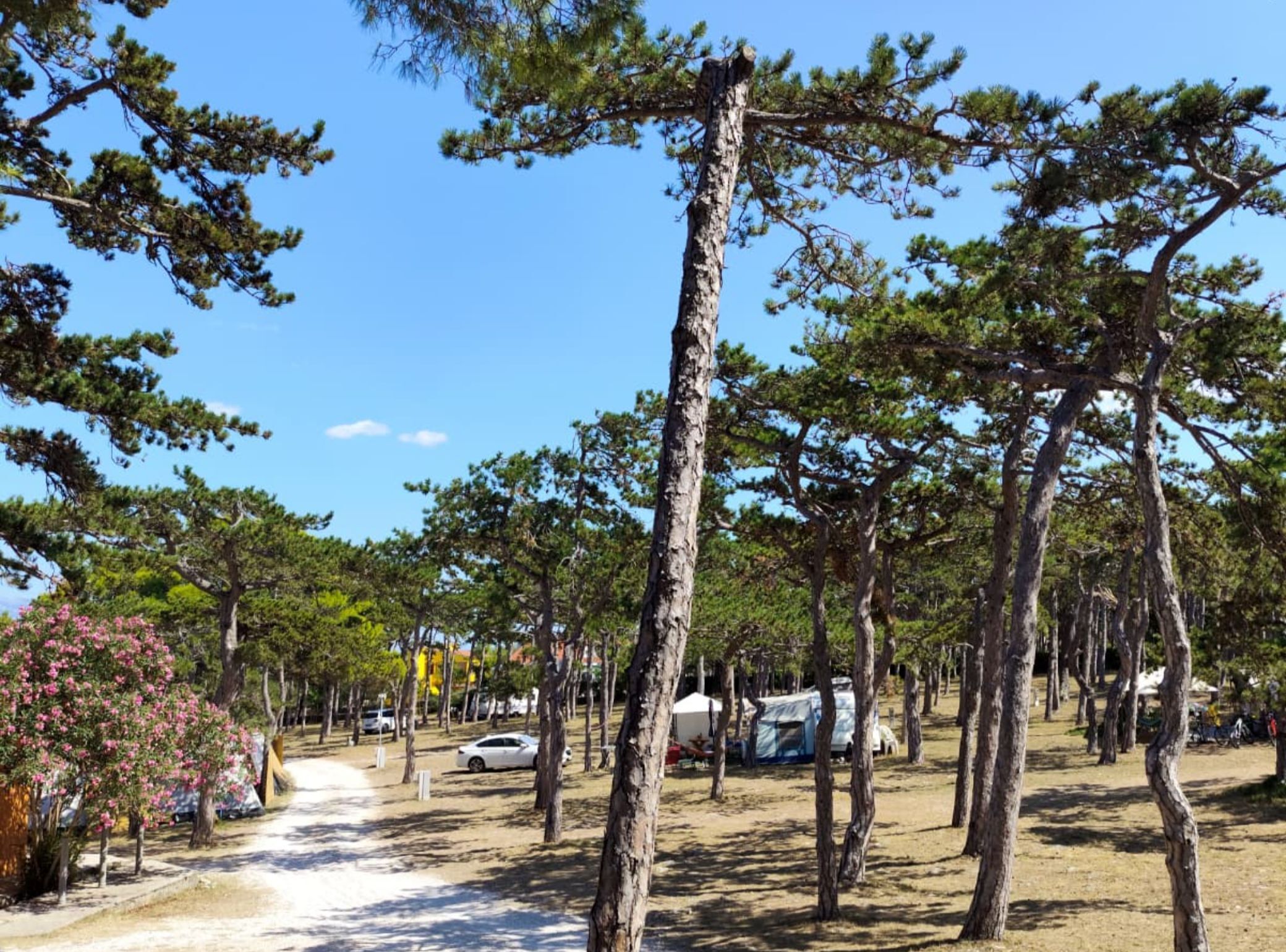 Un terrain de camping avec des tentes, des arbres et un sentier de terre.