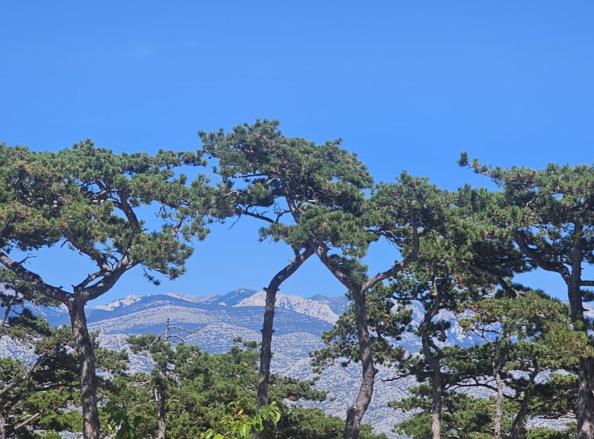 A mountainous landscape with pine trees in the foreground and a clear blue sky.