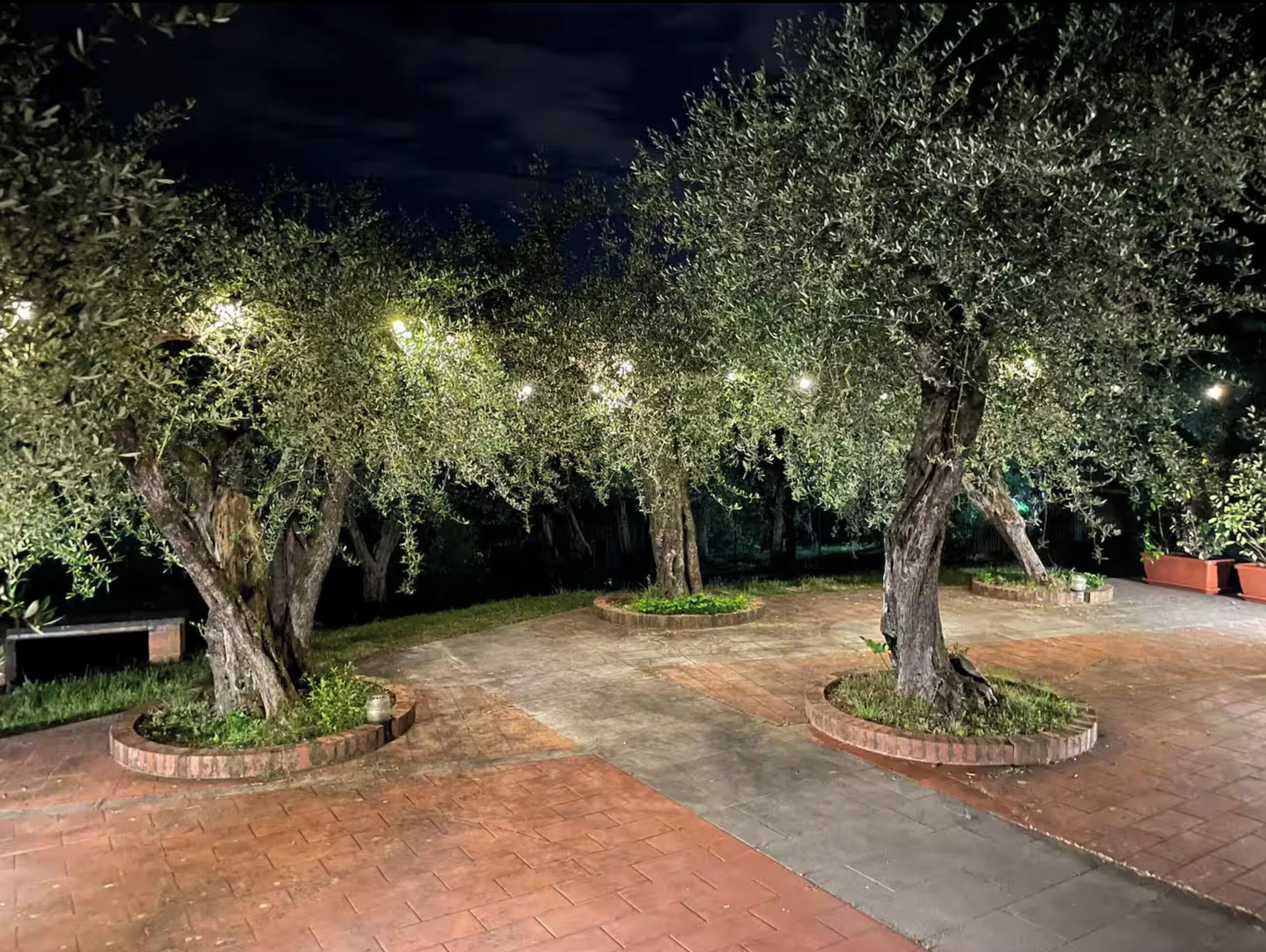 An outdoor area with trees and a paved walkway at night.