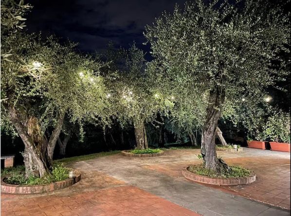 Un espacio al aire libre con árboles y un sendero pavimentado.