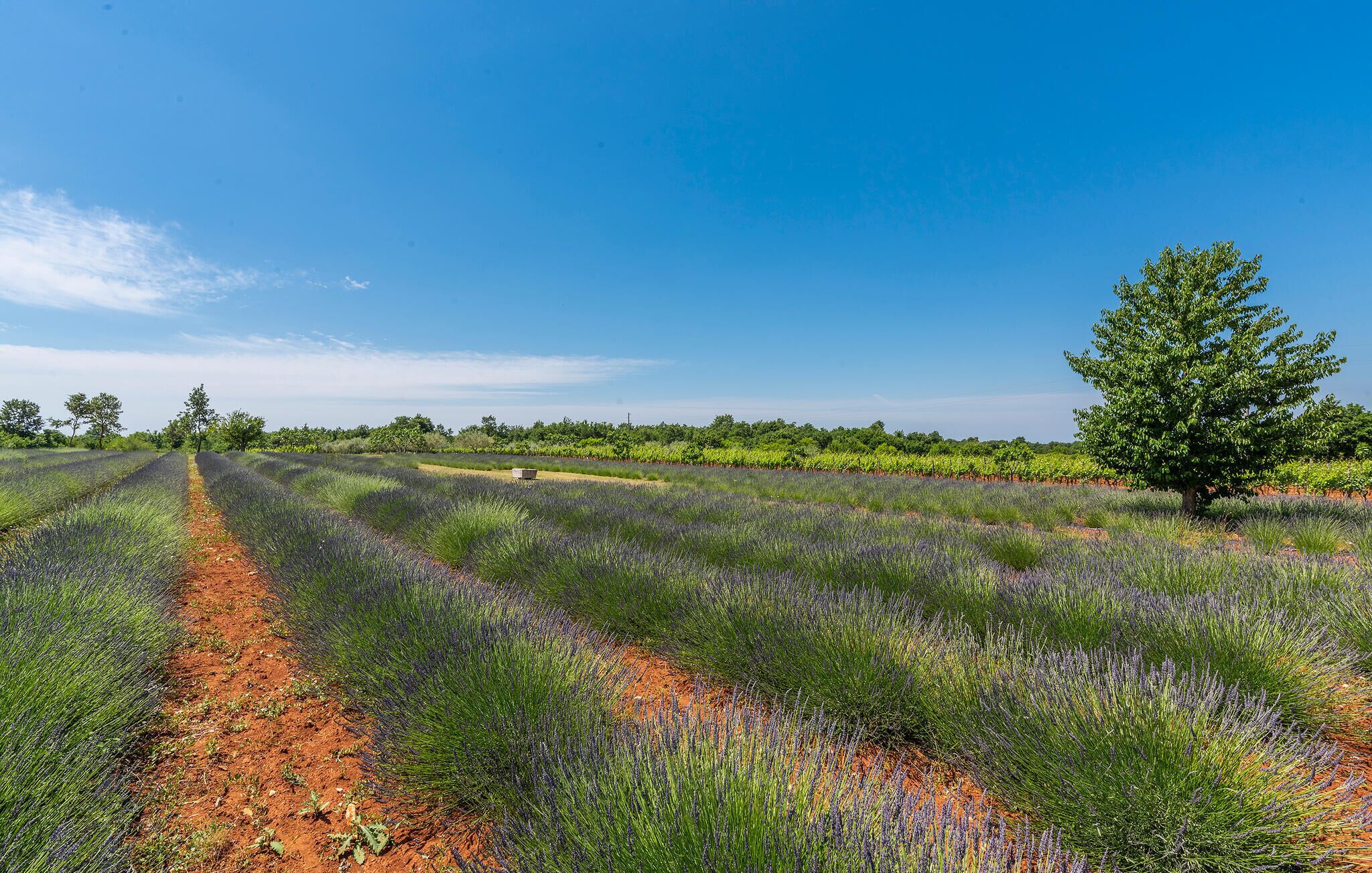 Campo de lavanda con un camino de tierra, árboles y un cielo azul despejado.