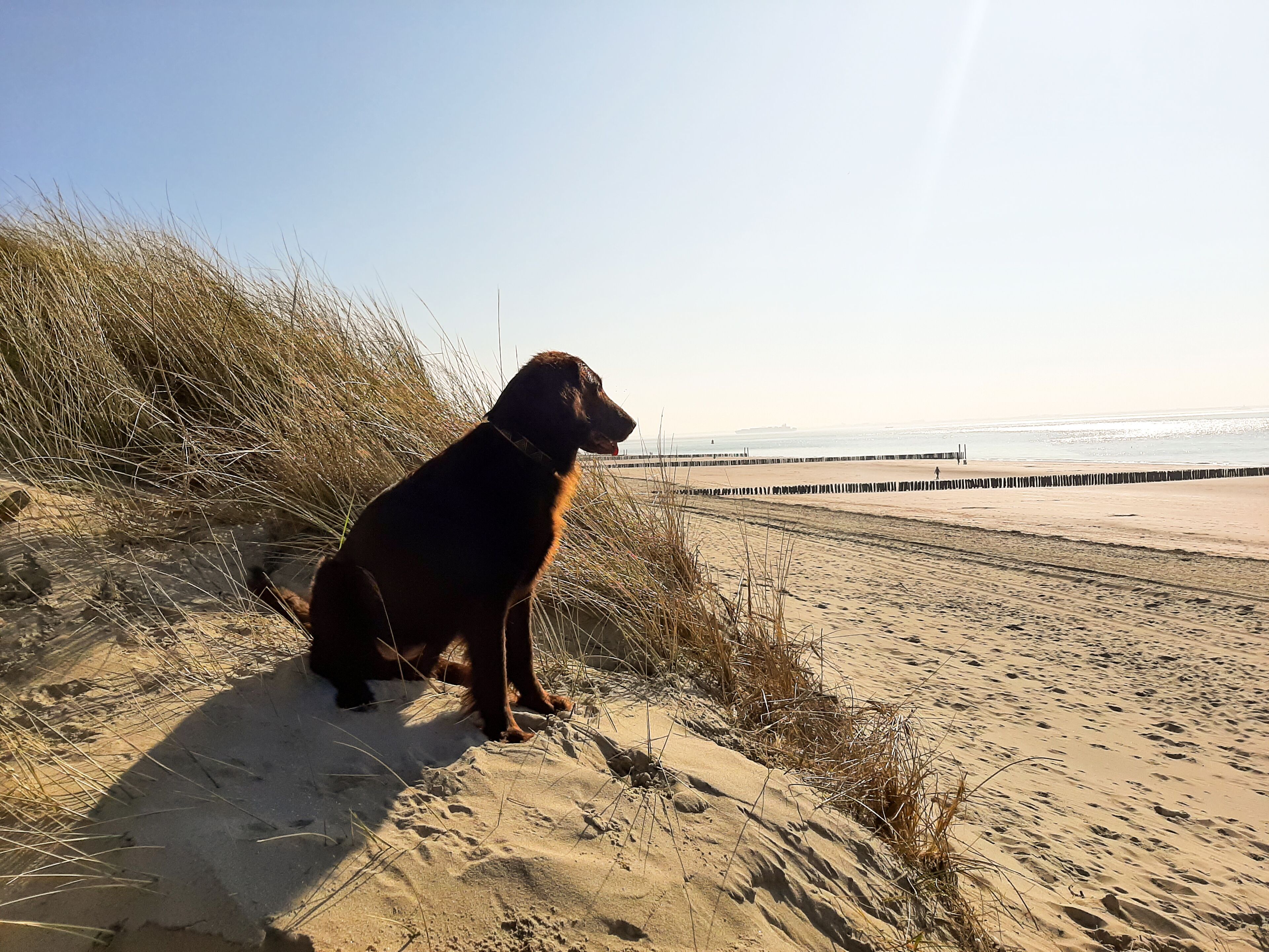 Un chien assis sur une plage de sable, avec des dunes en arrière-plan.