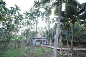 Una pequeña casa rodeada de altas palmeras.