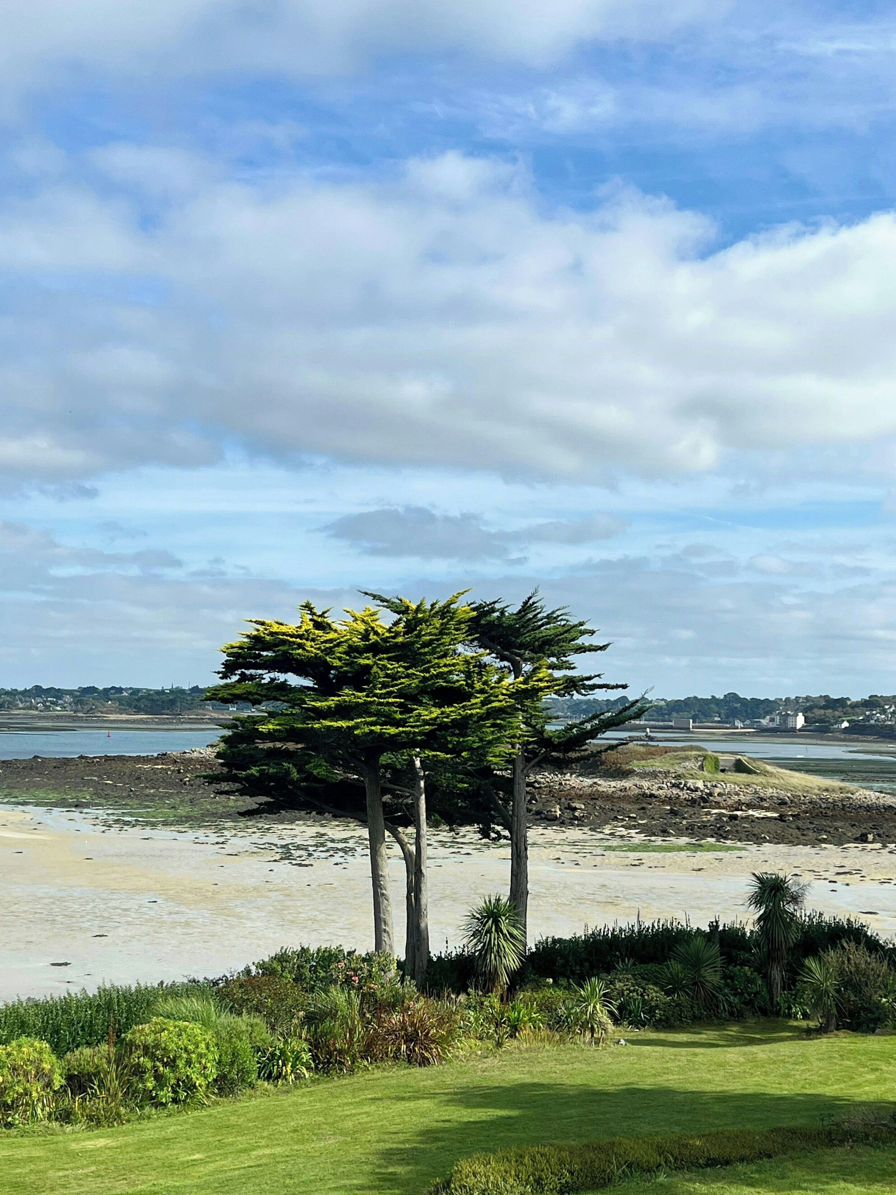 Een kustlandschap met een strand, een grasveld en enkele bomen.