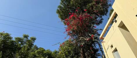 Un edificio con un muro in pietra e un albero con fiori rossi.