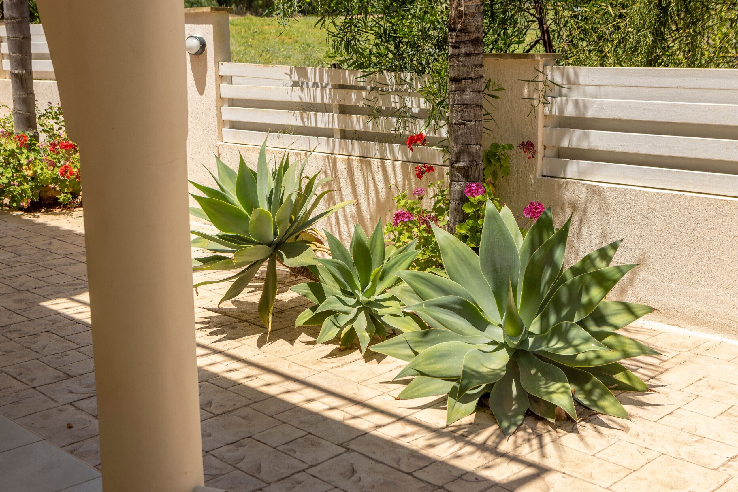 A garden area with large green plants and red flowers, a white fence, and a beige wall.