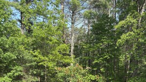 Eine Holzterrasse mit Schwimmbad, Liegestühlen und einem kleinen Gartenhaus.