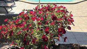 A swimming pool with a white umbrella, surrounded by a garden with red flowers. - Gîte in the heart of nature (Cavillargues)