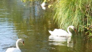 Un plan d’eau paisible où nagent des cygnes.