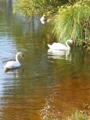 Un cos d'aigua tranquil amb swans nedant.
