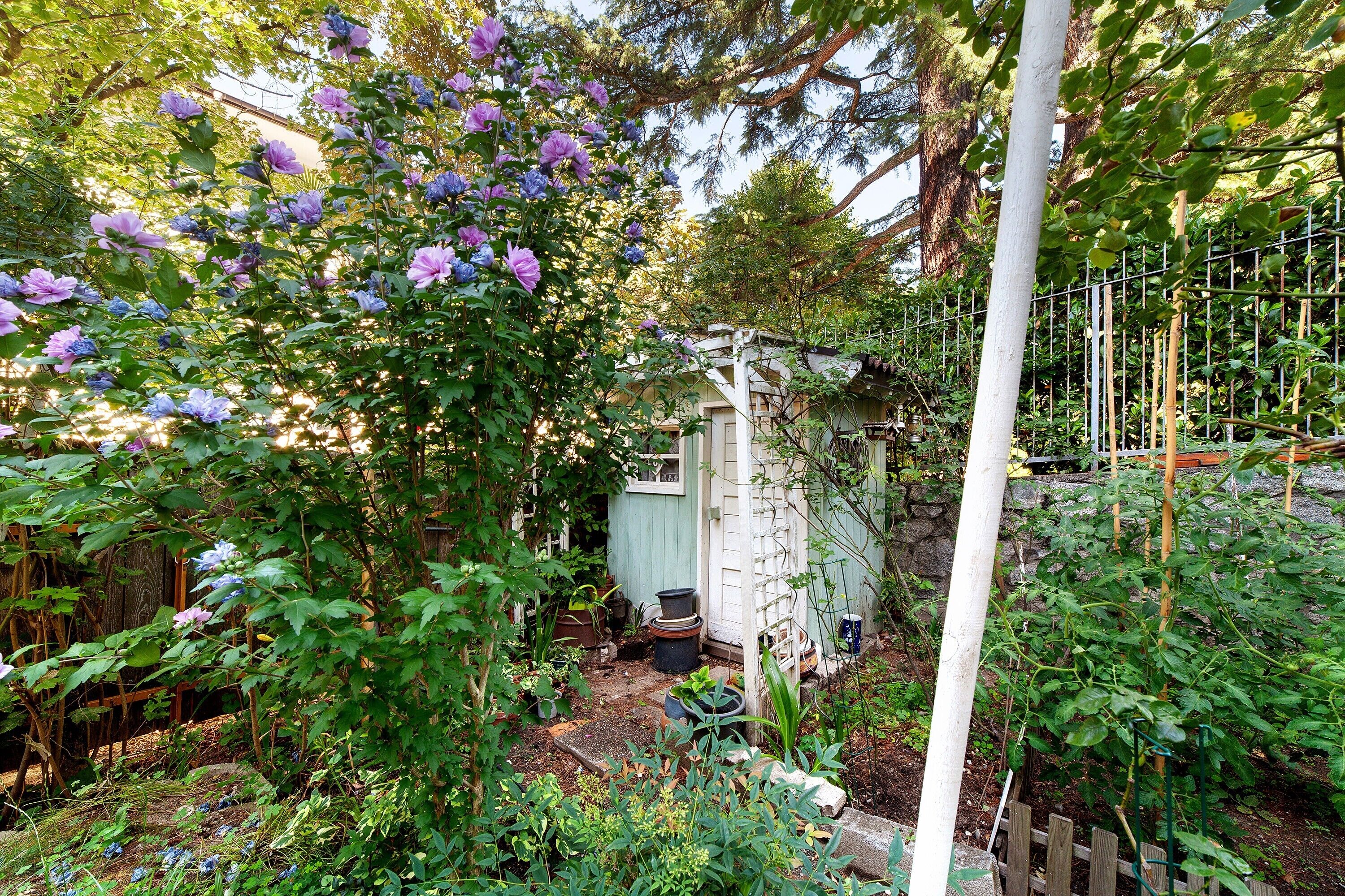 Un jardin agrémenté d’une tonnelle en bois, d’un petit abri et de diverses plantes.