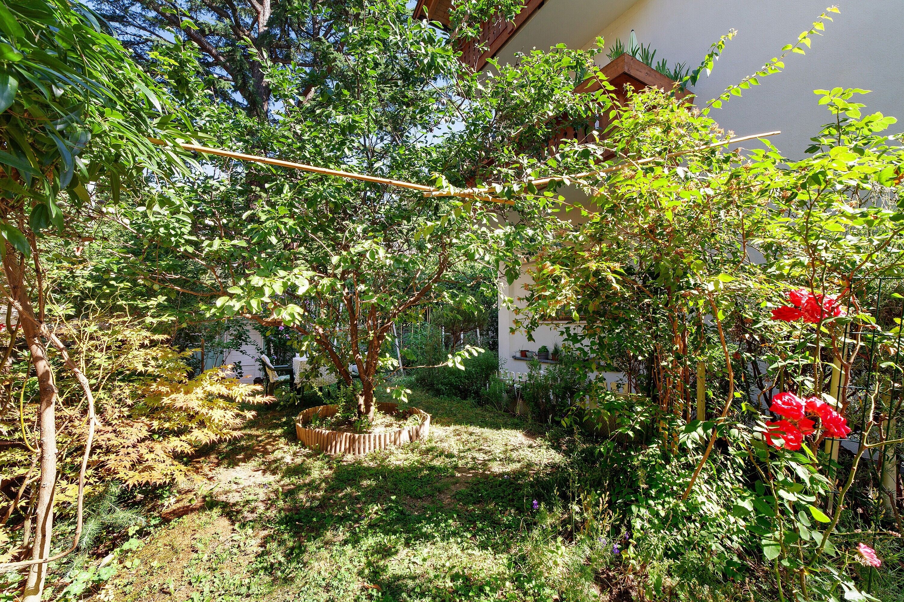 Un jardin avec différentes sortes de plantes et un treillage en bois.