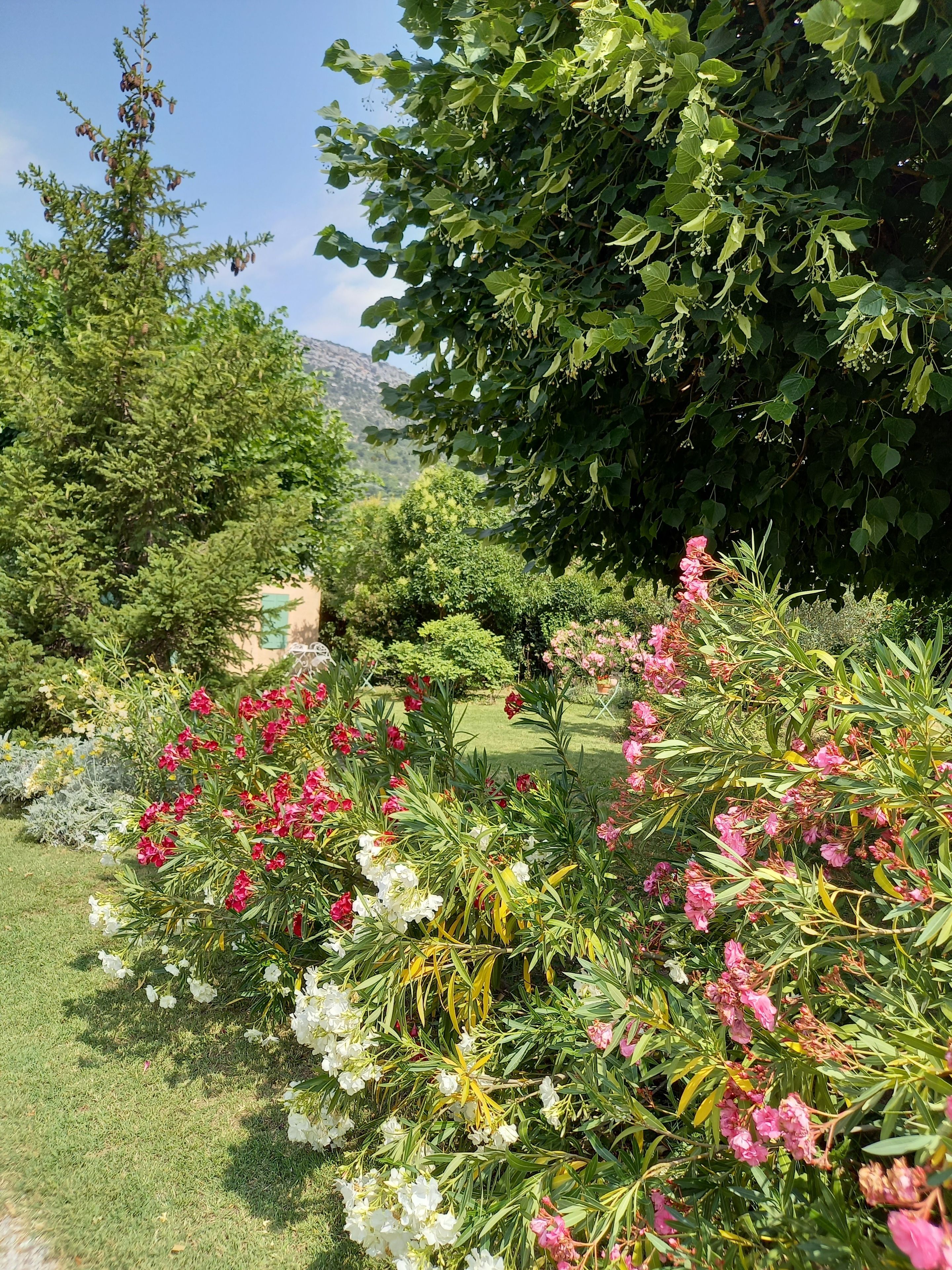 Un jardin agrémenté de diverses plantes et arbres à fleurs.