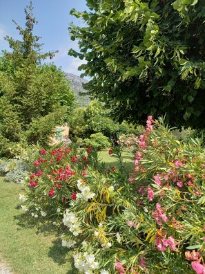 A garden with various flowering plants and trees.